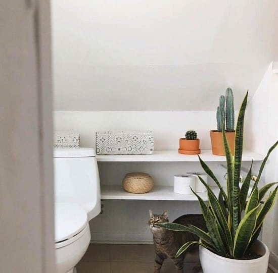 Snake Plant in a bathroom with a cat