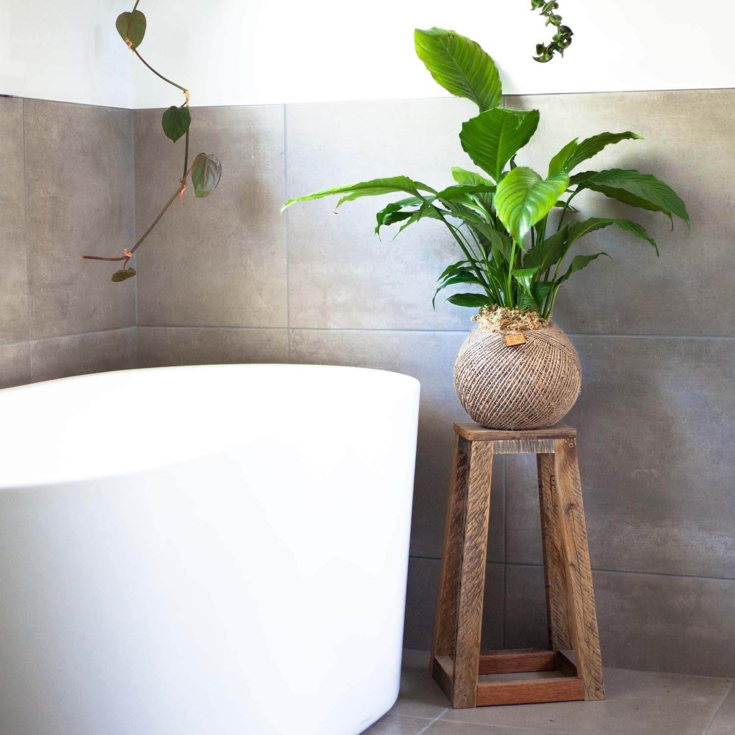 Peace Lily on a brown stool