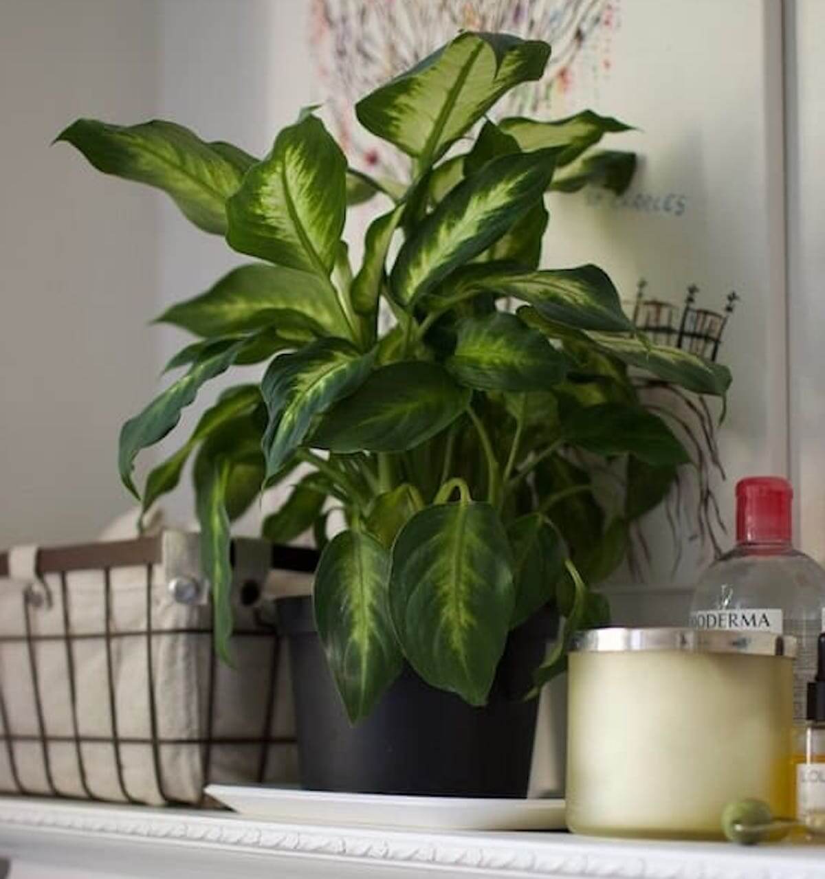 Dumb Cane on a bathroom sink